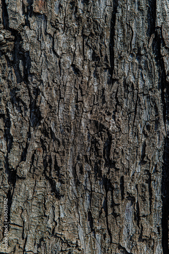 Fototapeta Naklejka Na Ścianę i Meble -  bark of a tree close up