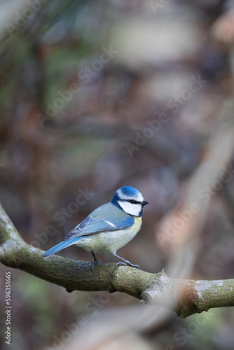Blue Tit (Cyanistes caeruleus) perched on the branch of a copper beech hedge - Yorkshire, UK in April