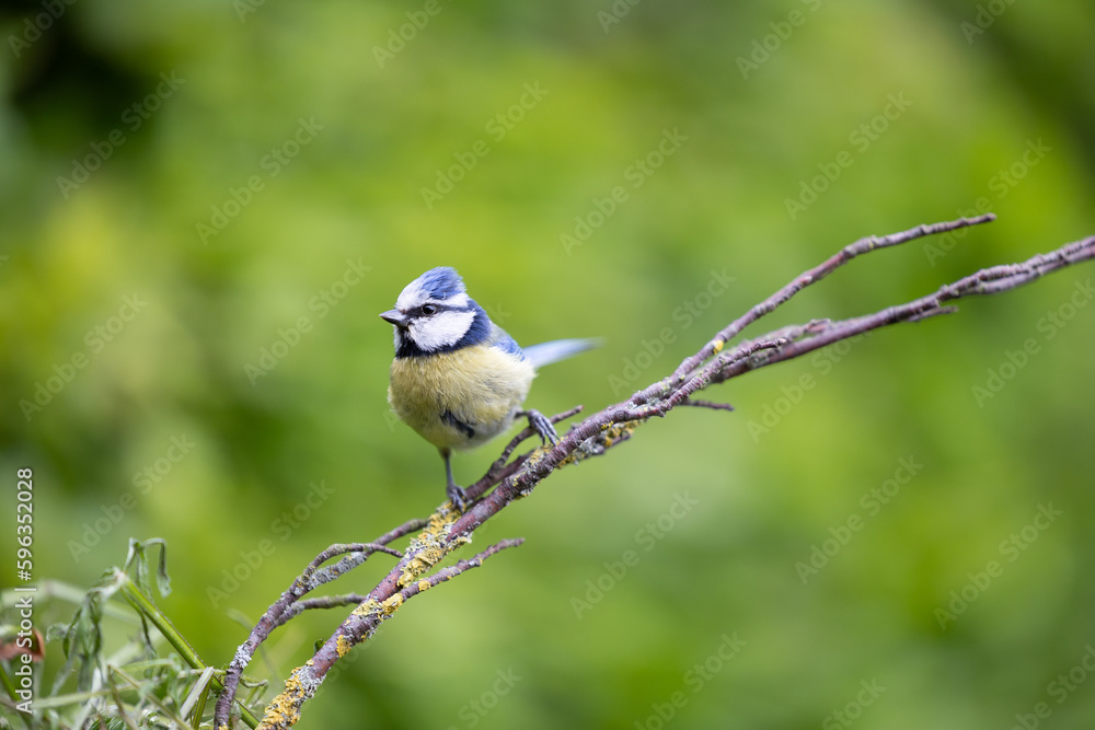 Blue Tit (Cyanistes caeruleus) posing on twigs against a vibrant green background - Yorkshire, UK in May, Spring Blue Tit (Cyanistes caeruleus) posing on twigs against a vibrant green background - Yorkshire, UK in May, Spring