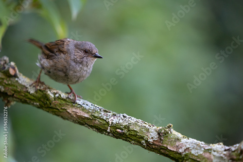 Dunnock (Prunella modularis) in summer. Perched on a branch with a natural green foliage background - Yorkshire, UK in August, Summer