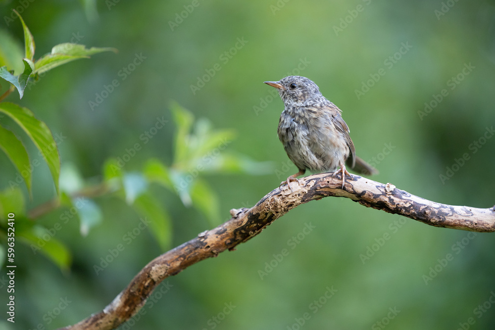Juvenile Dunnock (Prunella modularis) perched on a branch in summer with a green background - Yorkshire, UK in August Juvenile Dunnock (Prunella modularis) perched on a branch in summer with a green background - Yorkshire, UK in August