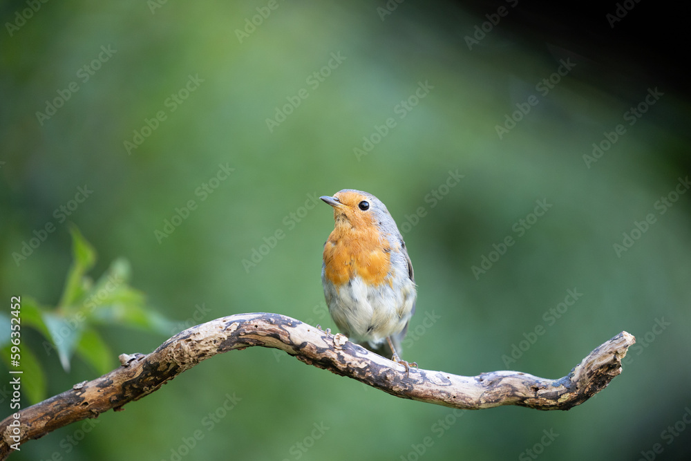 European Robin (Erithacus rubecula) perched on a branch with a green background - Yorkshire, UK in August