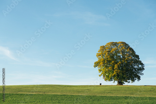 Blooming tree on green field in countryside