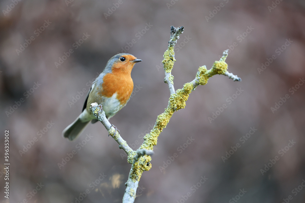 European Robin (Erithacus rubecula) in winter, perched on a branch - Yorkshire, UK in January