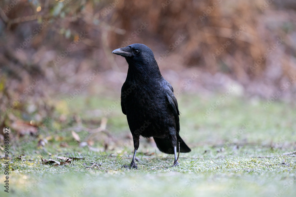 Carrion crow (Corvus corone) on the ground, light frost on grass - Yorkshire, UK in January Carrion crow (Corvus corone) on the ground, light frost on grass - Yorkshire, UK in January