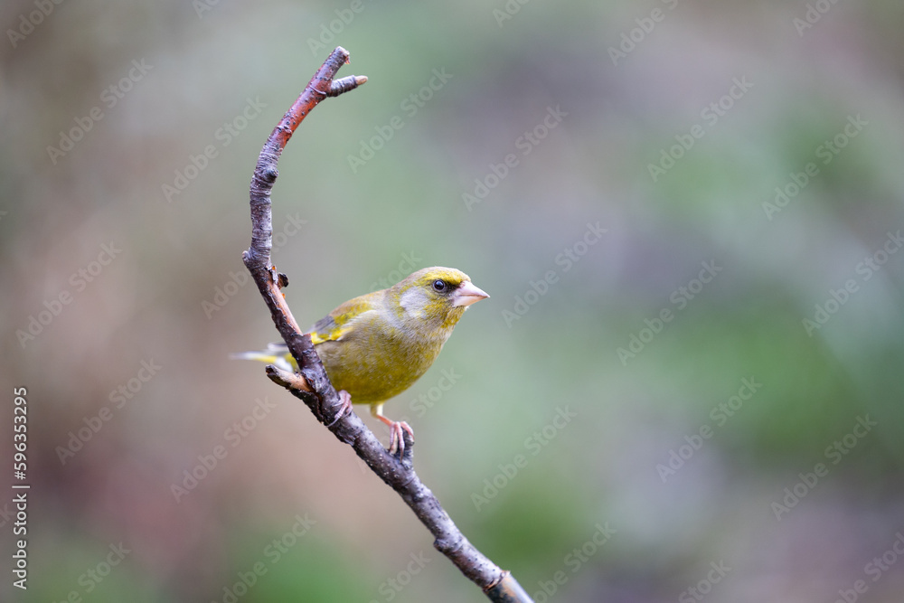Greenfinch (Chloris chloris) perched on a thin branch -Yorkshire, UK in February Greenfinch (Chloris chloris) perched on a thin branch -Yorkshire, UK in February