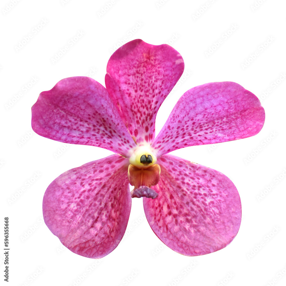 Fototapeta premium Pink orchid flower with purple dots isolated on transparent background