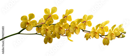Bouquet of yellow orchids with purple dots isolated on transparent background