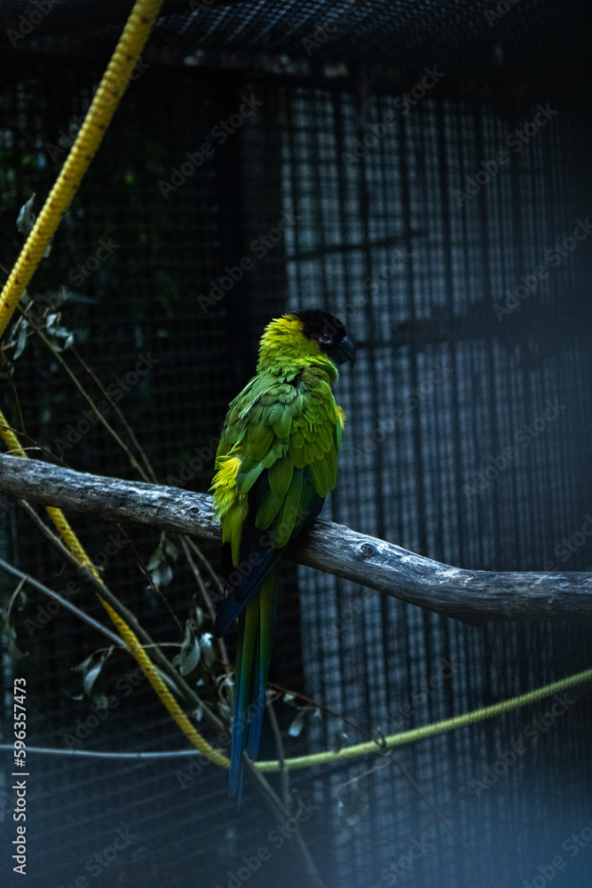 Obraz premium green and yellow macaw ara ararauna