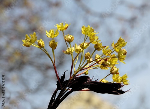 yellow flowers of Maple tree at spring close up photo