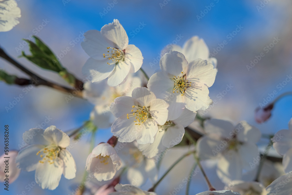 Beautiful branches of white cherry blossoms on the Sakura tree Beautiful branches of white cherry blossoms on the Sakura tree
