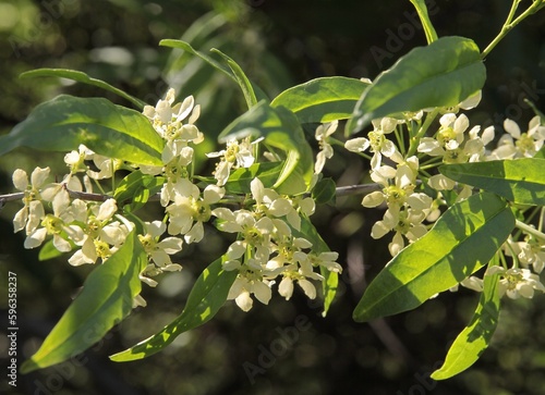 white flowers and green leaves of Prinsepia sinensis. tree at spring photo