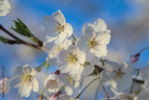 Beautiful branches of white cherry blossoms on the Sakura tree