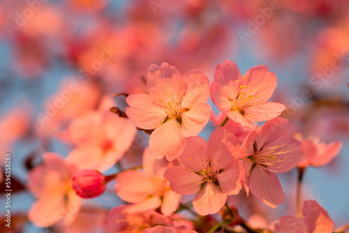 Beautiful branch of pink cherry blossoms under blue sky in the sunset light