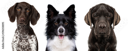set of three dog's portrait