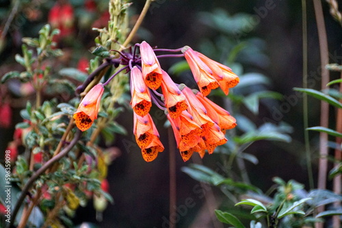 Cluster of red, tubular flowers on the road to Lago Mojanda, above Otavalo, Ecuador photo