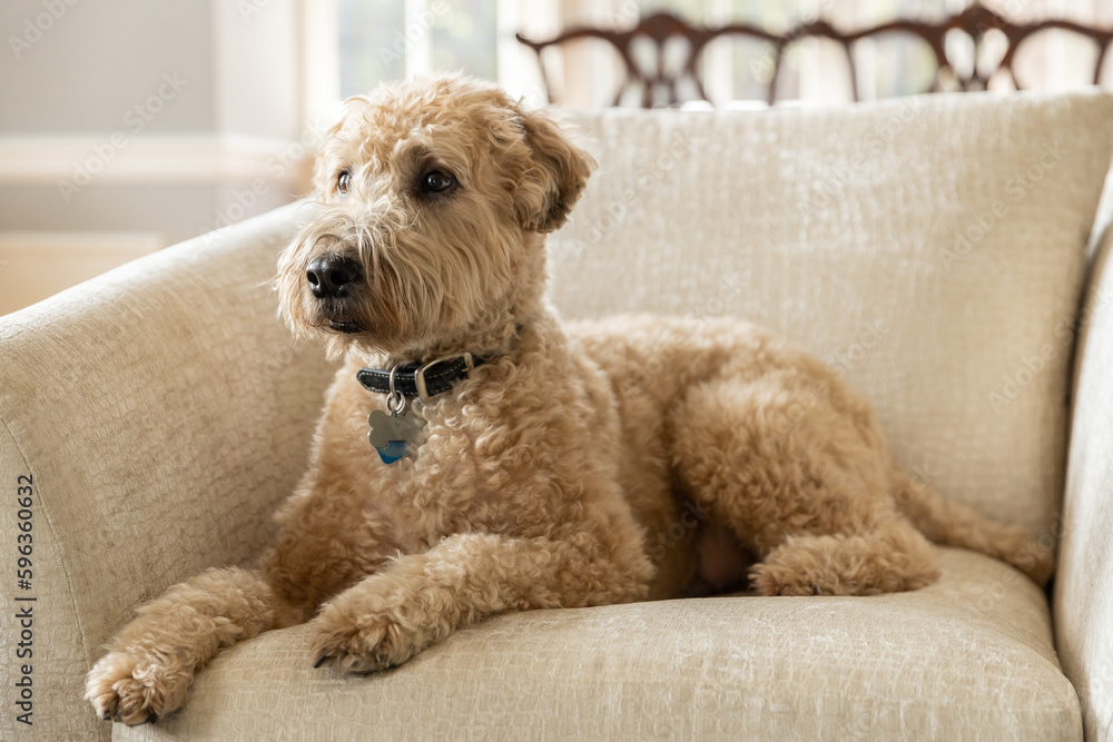 A brown, soft-coated wheaten terrier dog sitting on a brown chair with a blurred background. - obrazy, fototapety, plakaty 