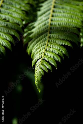 Samambaia selvagem - Plantae - Monilophyta
 photo