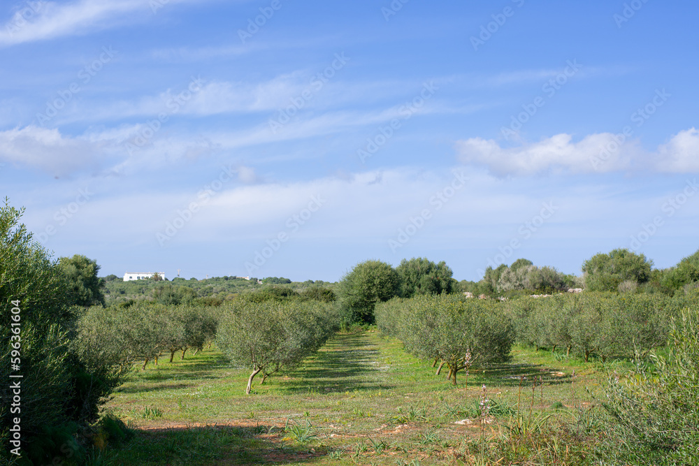 grove of mature olive trees on fruitful soil of spanish island in spring