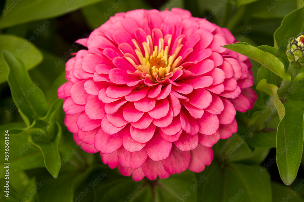 A close-up of a pink zinnia flower growing in a garden bed A close-up of a pink zinnia flower growing in a garden bed