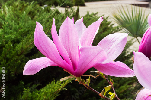 Pink magnolia flowers blooming tree in the wild. Magnolia stellata  selective focus.