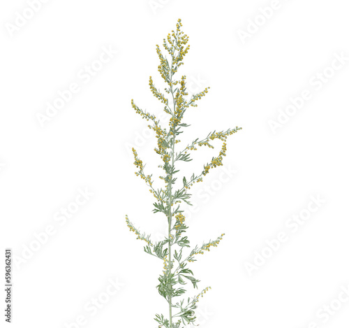 Absinthe or grand wormwood blooming plant isolated on white, Artemisia absinthium