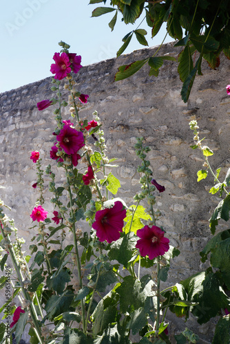 Charente-Maritime - Ile de Ré - Roses Trémières sur un vieux mur