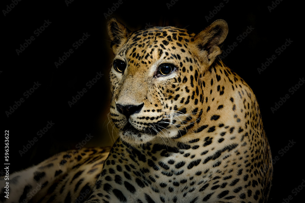 close up of leopard close up of leopard