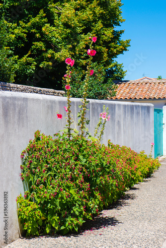 Charente-Maritime - Ile de Ré - Roses trémières le long des murs  dans les rues