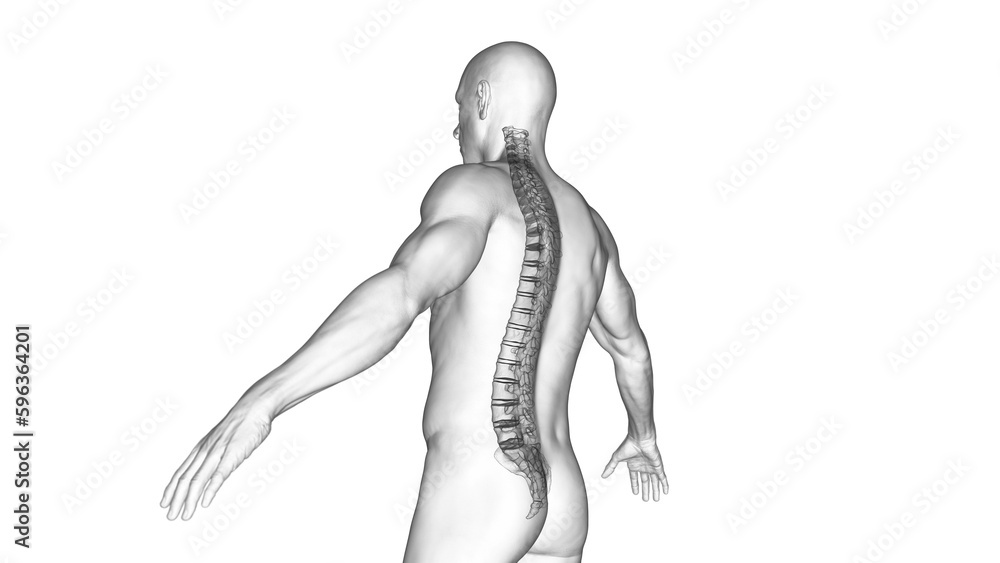 3d medical illustration of the spine 3d medical illustration of the spine