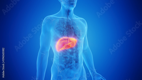3D Rendered Medical Illustration of Male Anatomy - The Liver.