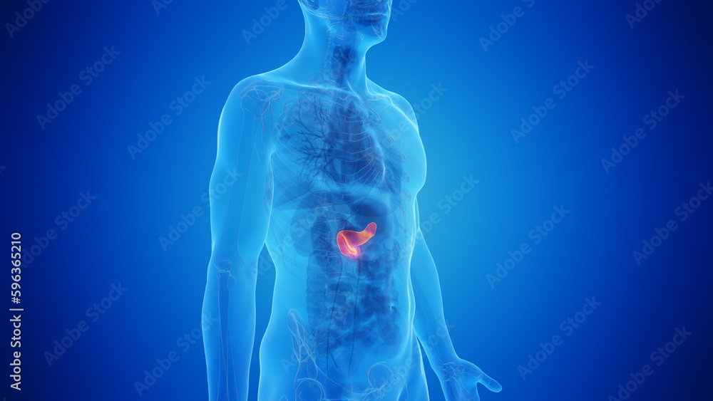 3D Rendered Medical Illustration of Male Anatomy - The Pancreas. 3D Rendered Medical Illustration of Male Anatomy - The Pancreas.