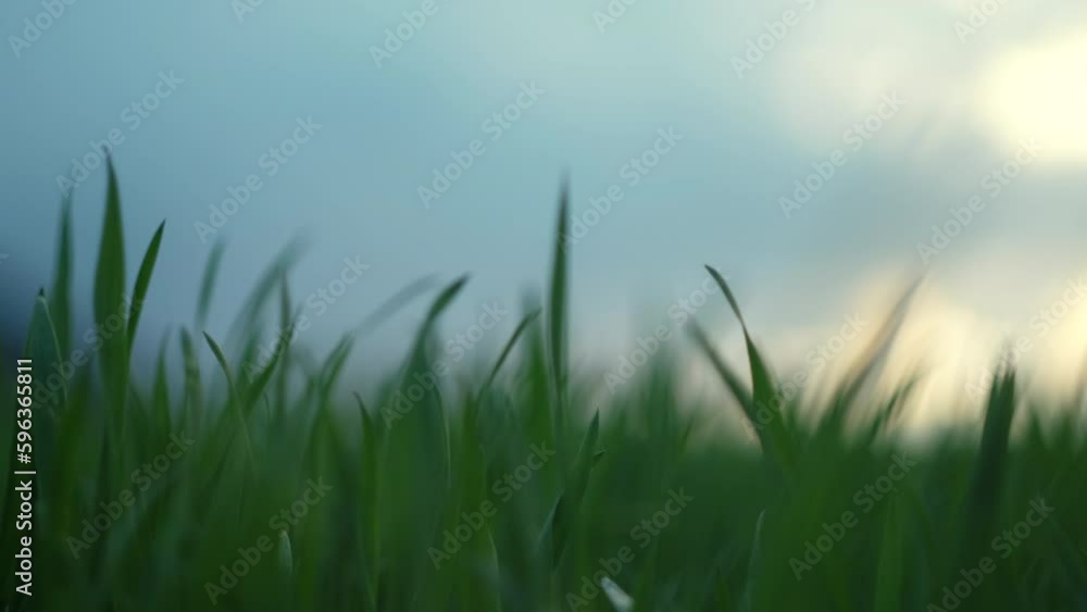 Selective focus of ukrainian fresh green young winter crops growing on fields in countryside in spring at cloudy day. Green plants and gardening in May concept. Natural background Selective focus of ukrainian fresh green young winter crops growing on fields in countryside in spring at cloudy day. Green plants and gardening in May concept. Natural background