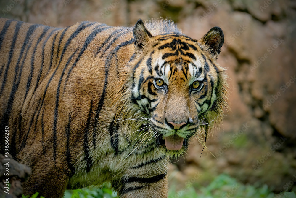 Fototapeta premium portrait of a tiger