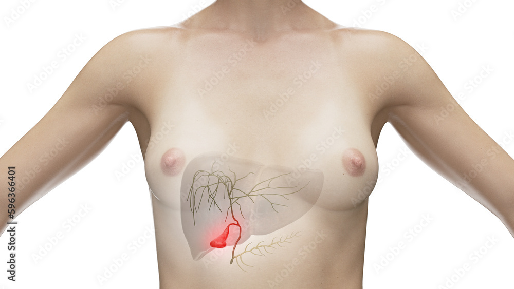 Naklejka premium 3d illustration of the gallbladder