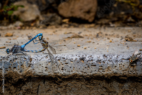 Witness the amazing mating ritual of two Epaulet Skimmer dragonflies (Orthetrum Chrysostigma) at the freshwater spring Fuente del Lugar in Tenerife, while a voyeuristic housefly watches from the side. photo