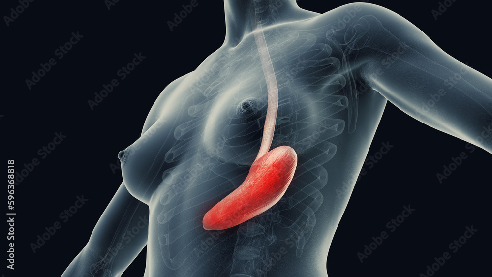 3d rendered medical illustration of the stomach