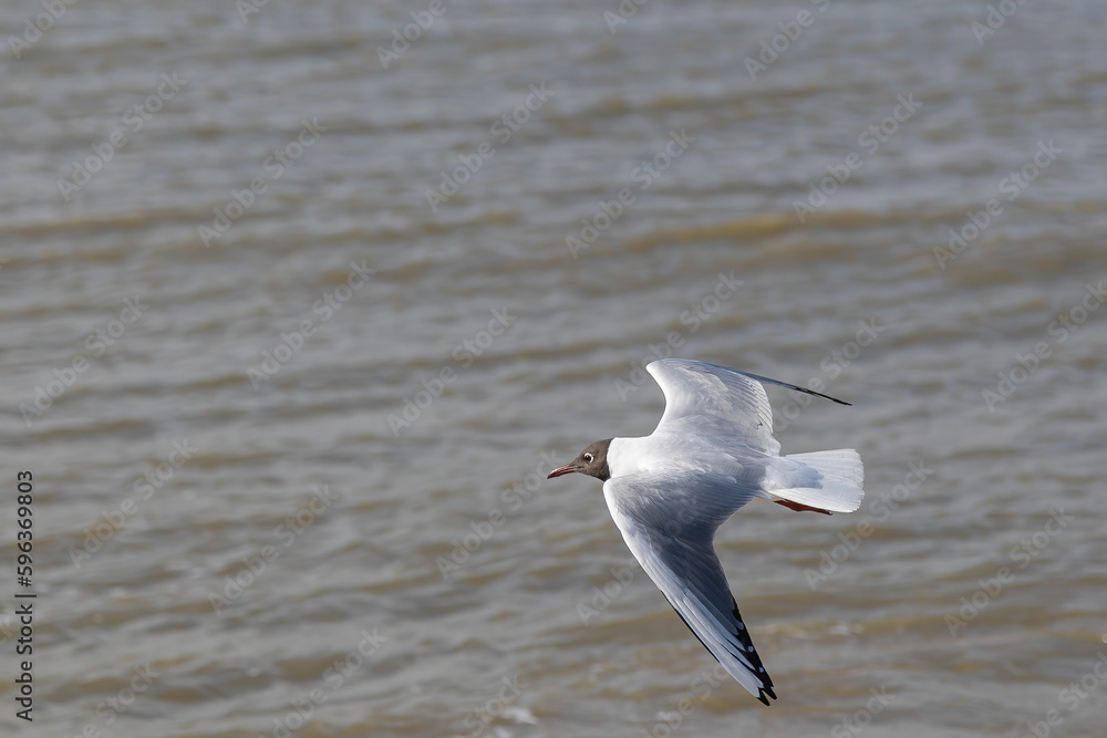A seagull (larum) flies slightly above the coastline of the North sea with water in the background A seagull (larum) flies slightly above the coastline of the North sea with water in the background