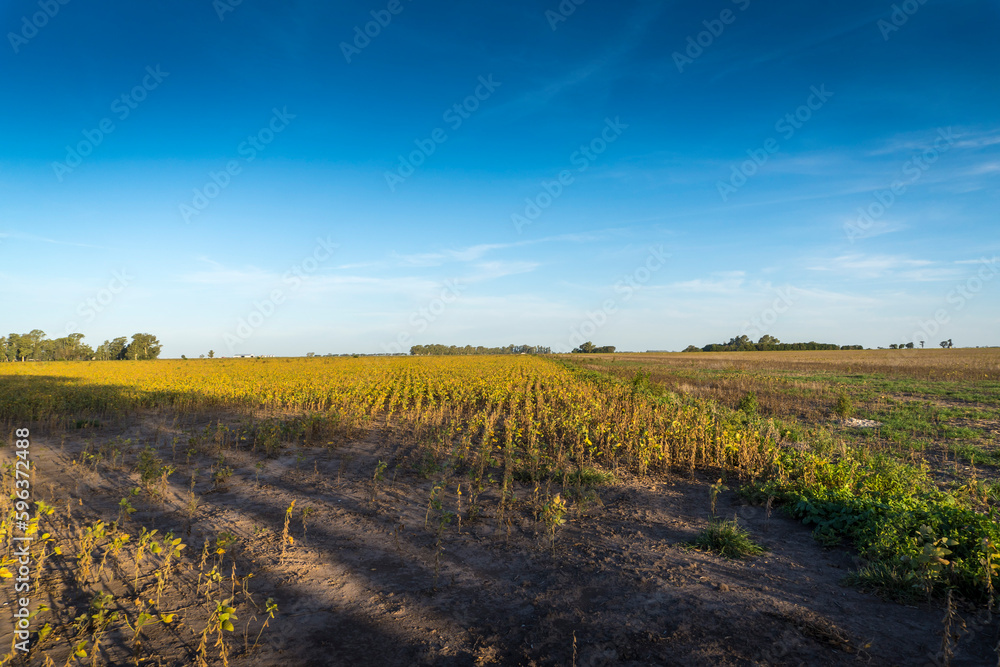 Wide view of a drought-stricken soybean field in Santa Fe, Argentina.