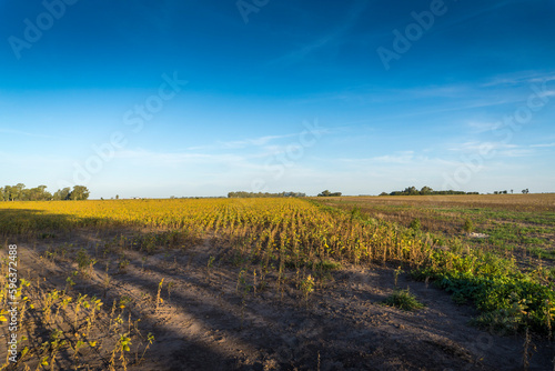 Wide view of a drought-stricken soybean field in Santa Fe, Argentina.