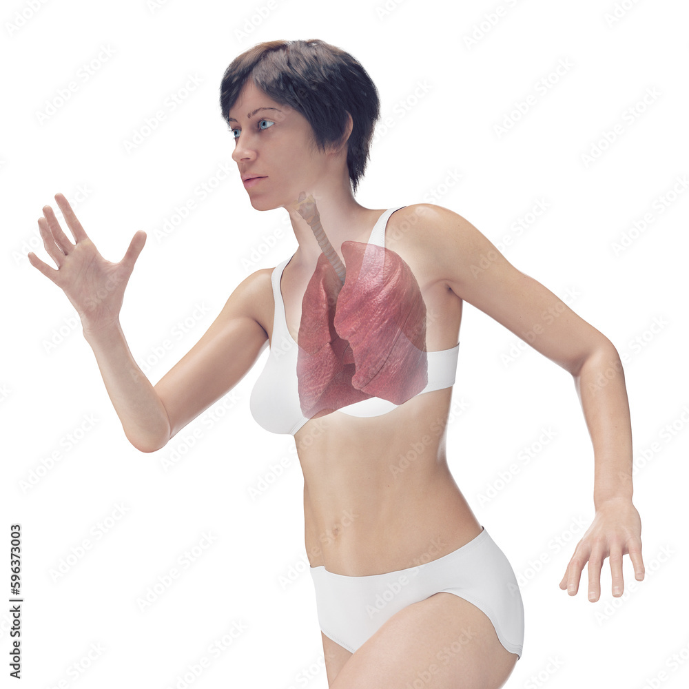 3D Rendered Medical Illustration of Female Anatomy - the lungs. 3D Rendered Medical Illustration of Female Anatomy - the lungs.