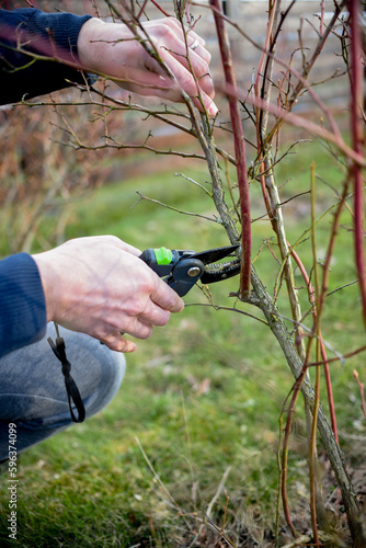 Pruning bilberry bushes in the garden on early spring