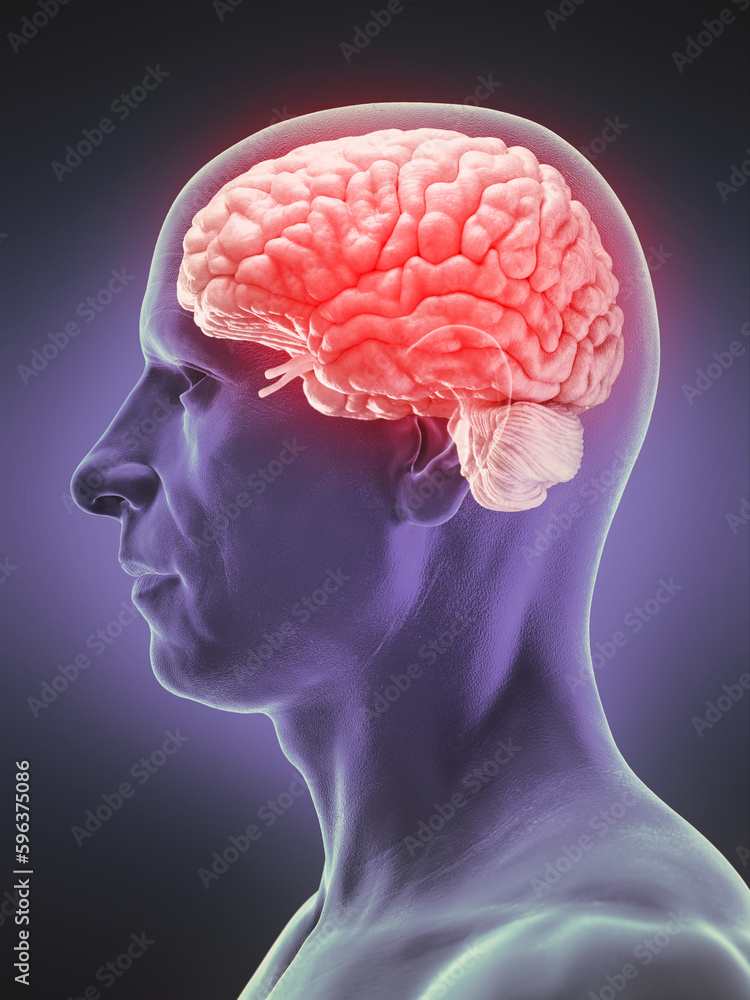 3d rendered medical illustration of a man's brain 3d rendered medical illustration of a man's brain