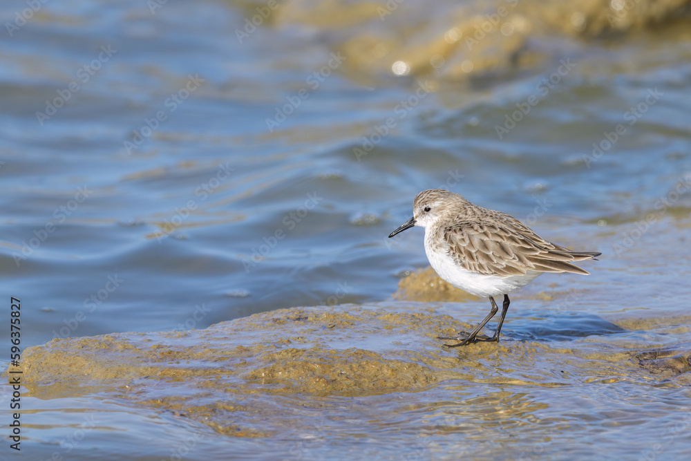 A Little Stint standing in the water at the beach A Little Stint standing in the water at the beach