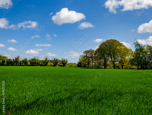 Beautiful green pasture with blue sky and some clouds near Minnowburn County Down Northern Ireland © Ivan Maguire