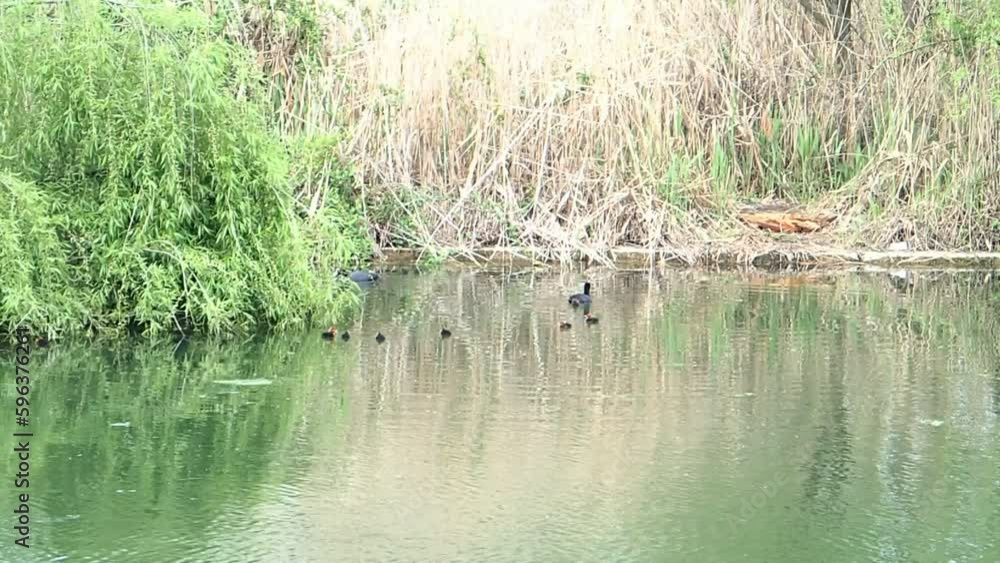 Coot with babies Coot with babies