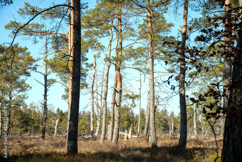 Naturbelassene Landschaft im Bad Wurzacher Ried, Bäume, Sträucher und Gräser als Hintergrund für Design, Web, Zeitschriften   photo