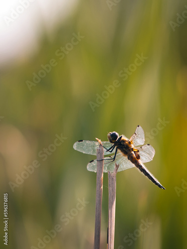 Dragonfly