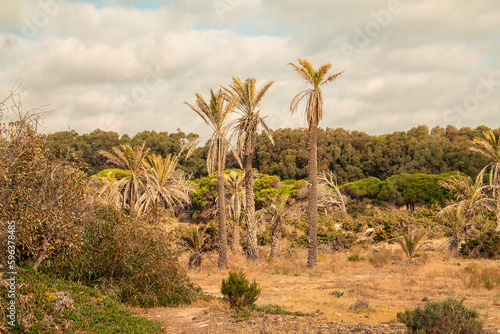 landscape of three palm trees in lush mediterranean vegetation