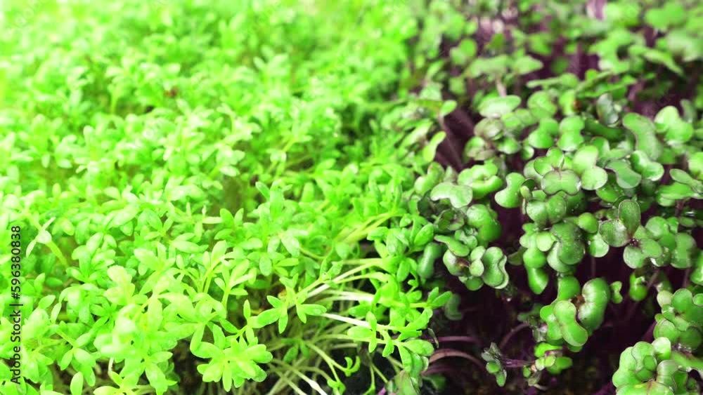 Watering microgreens with small drops of water. Garden cress seedling, cabbage purple, arugula and mustard plant. Slow motion. Watering microgreens with small drops of water. Garden cress seedling, cabbage purple, arugula and mustard plant. Slow motion.
